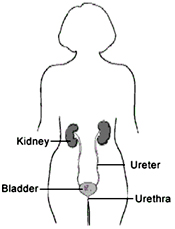urinary tract infections in women